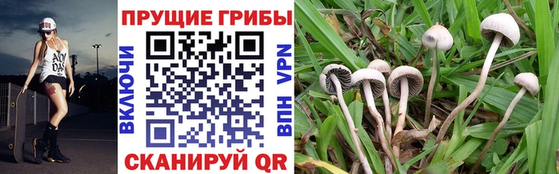 Псилоцибиновые грибы GOLDEN TEACHER  Купить закладки  Вихоревка 